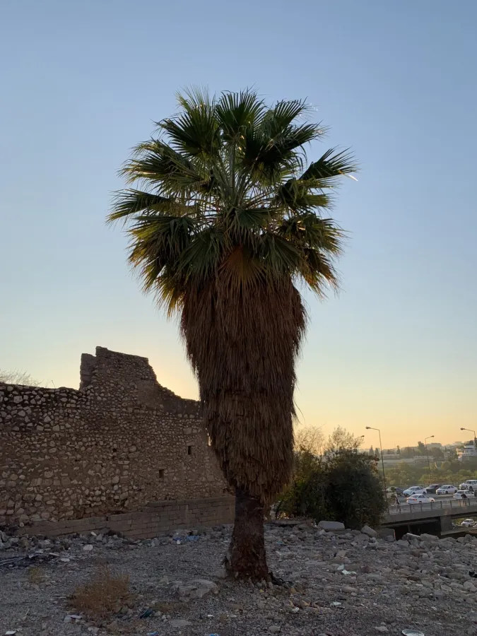 Washingtonia filifera