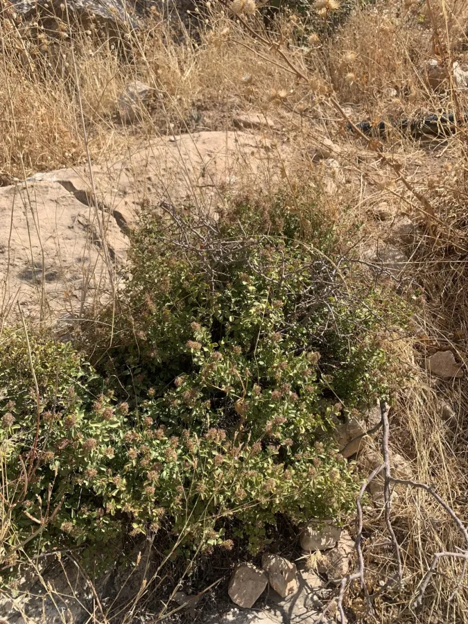Wendlandia ligustroides