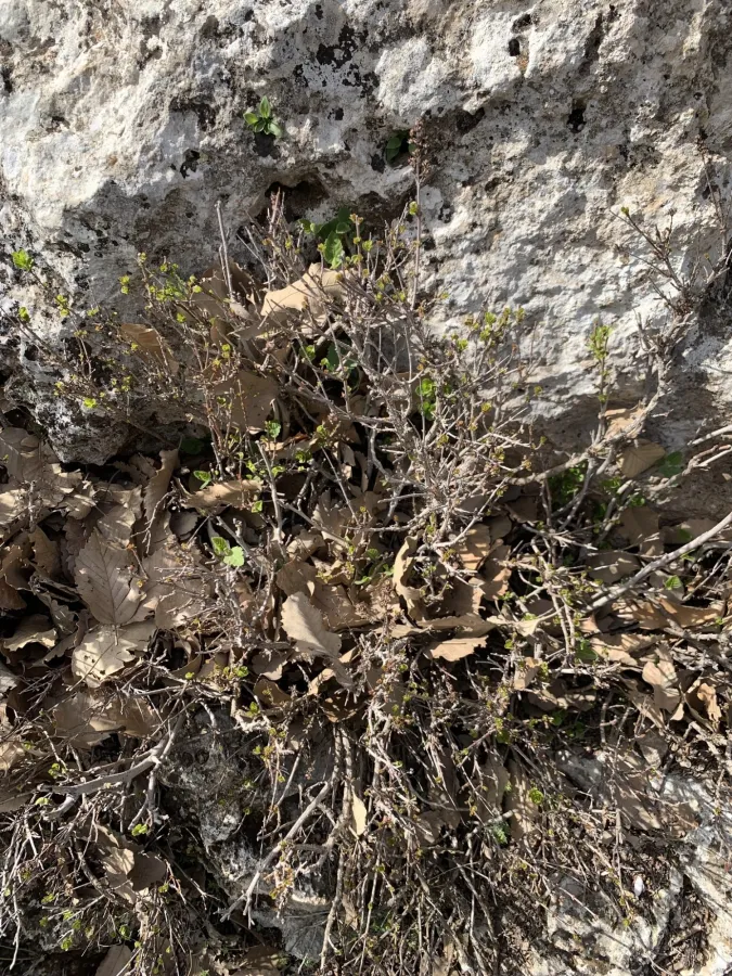 Wendlandia ligustroides