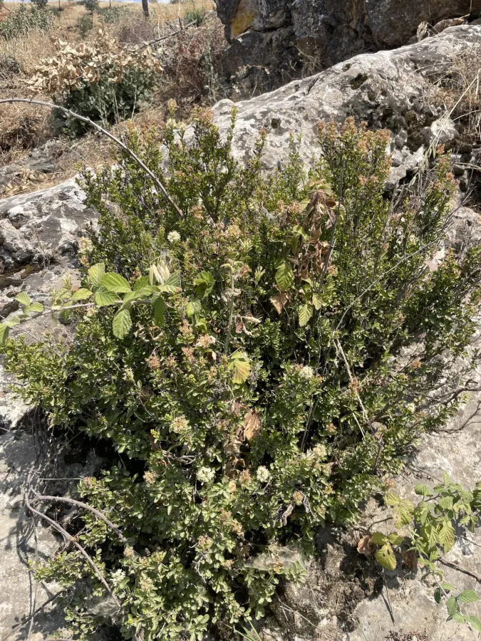Wendlandia ligustroides