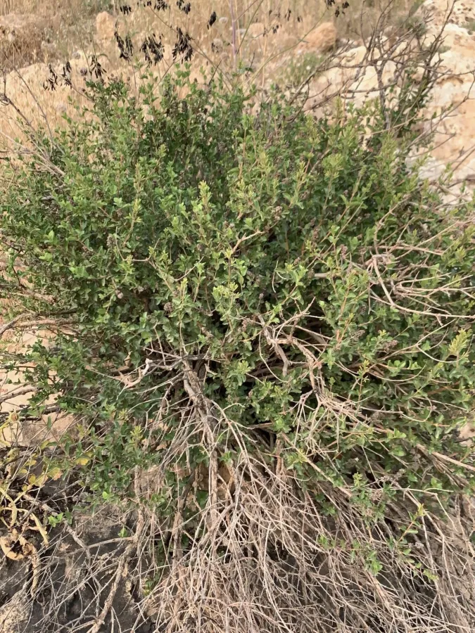 Wendlandia ligustroides