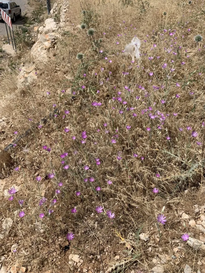 Xeranthemum annuum