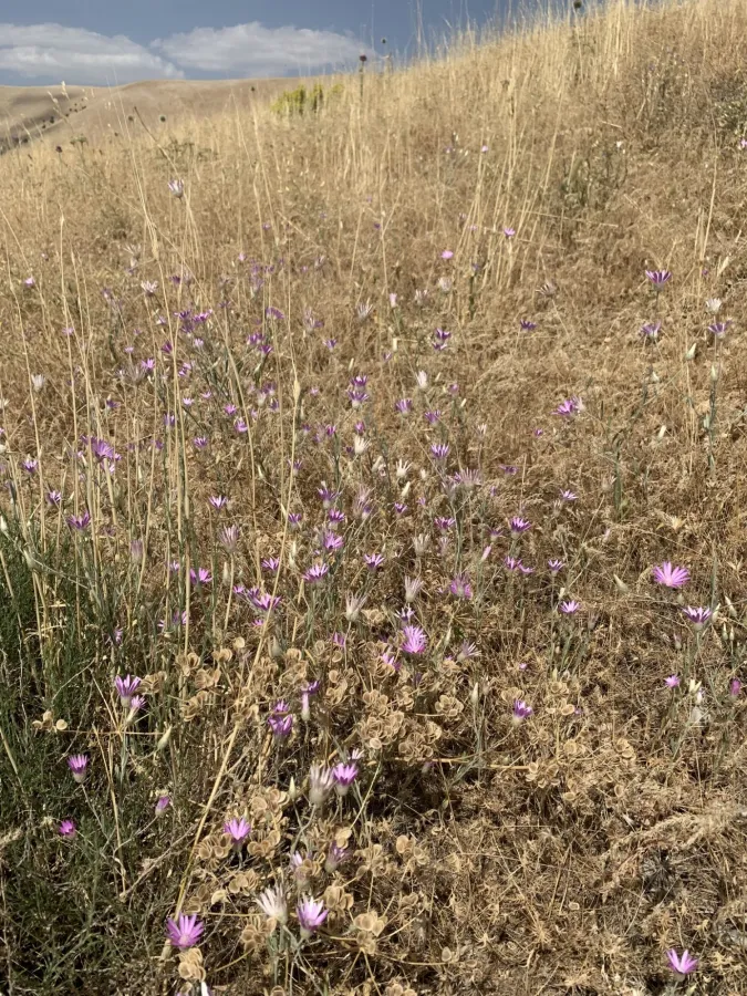 Xeranthemum annuum