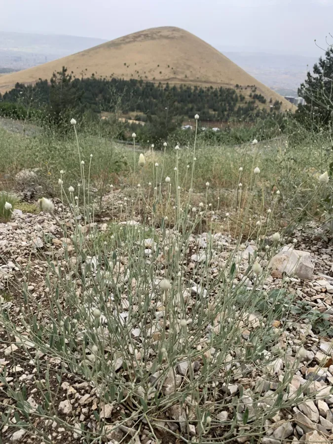 Xeranthemum annuum