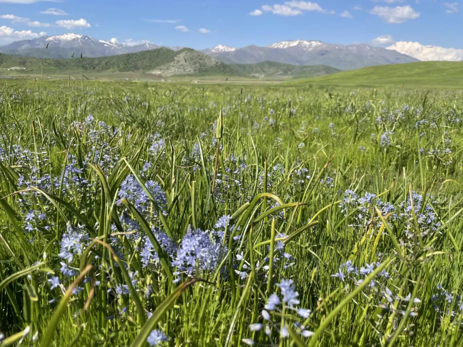 Zagrosia persica