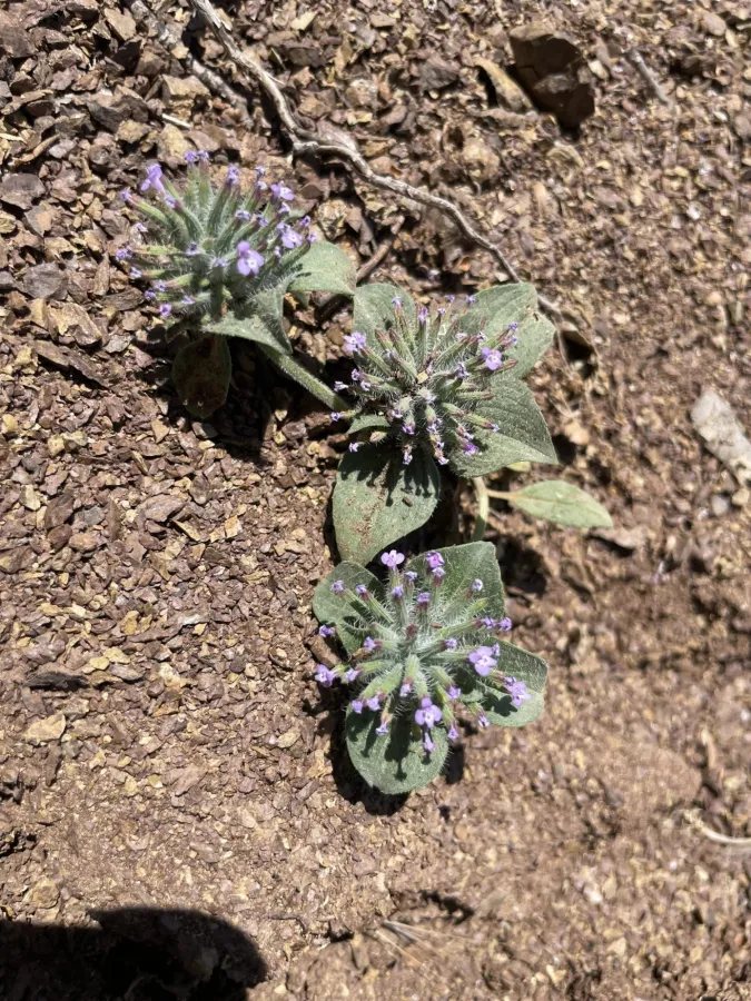 Ziziphora capitata