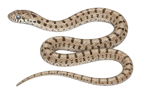 Dotted Dwarf Racer