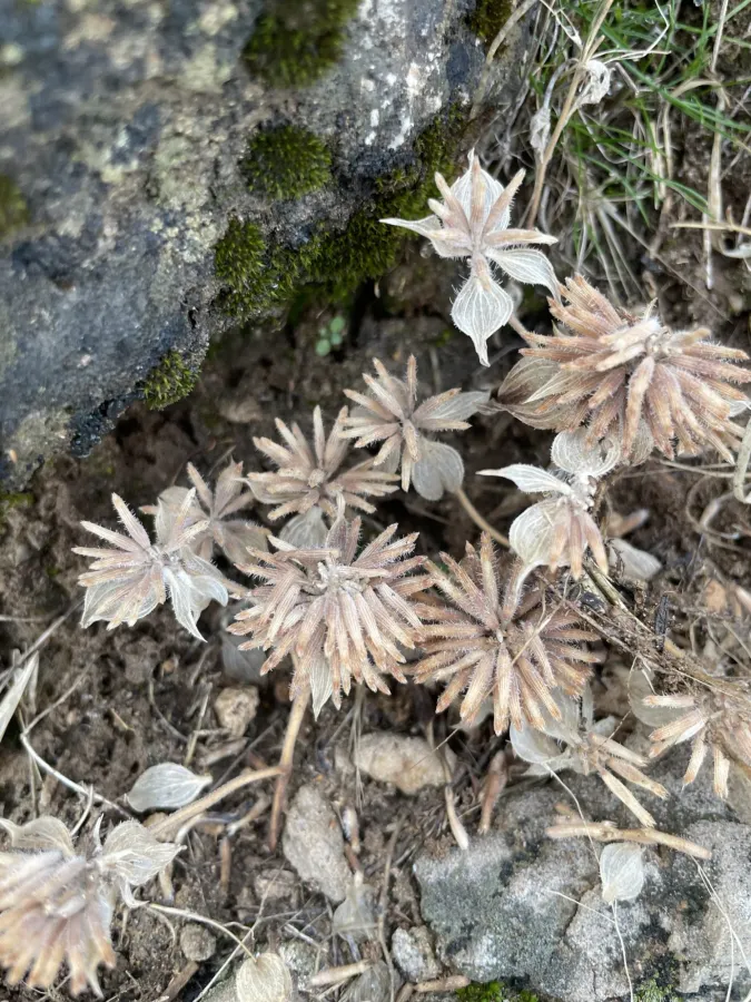 Ziziphora capitata