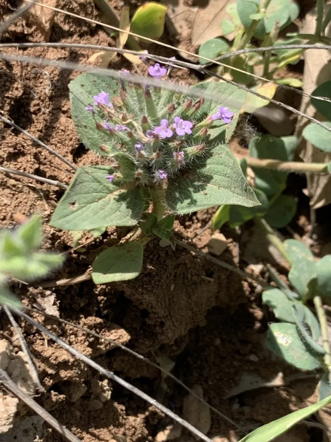 Ziziphora capitata