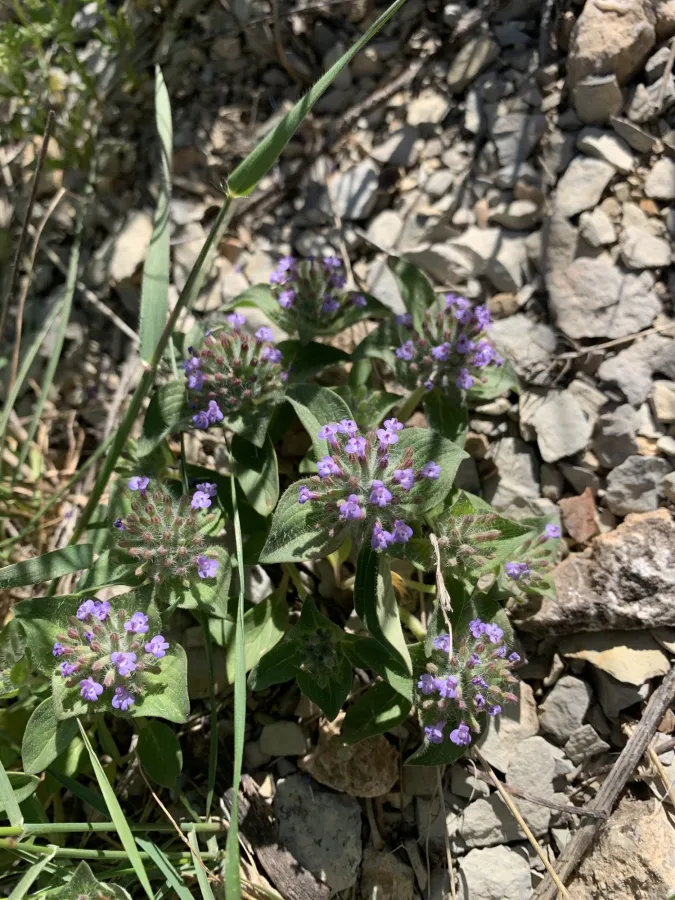 Ziziphora capitata