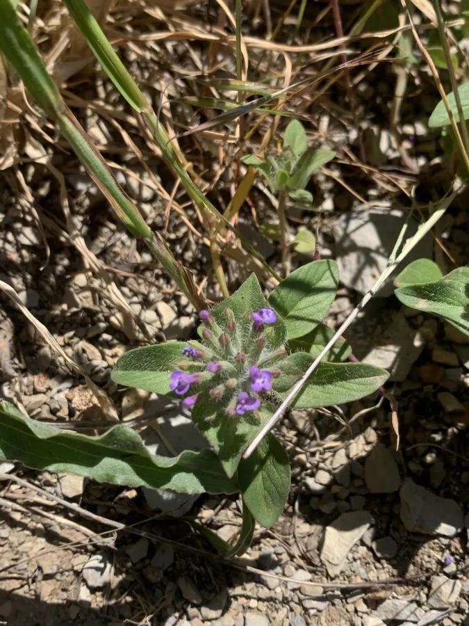 Ziziphora capitata
