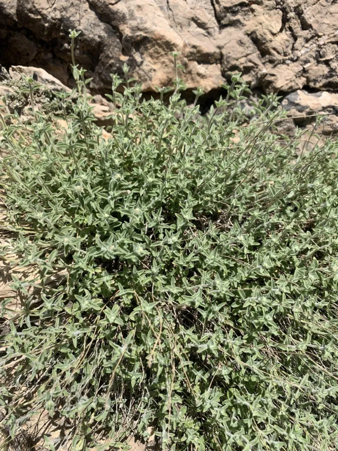 Ziziphora clinopodioides