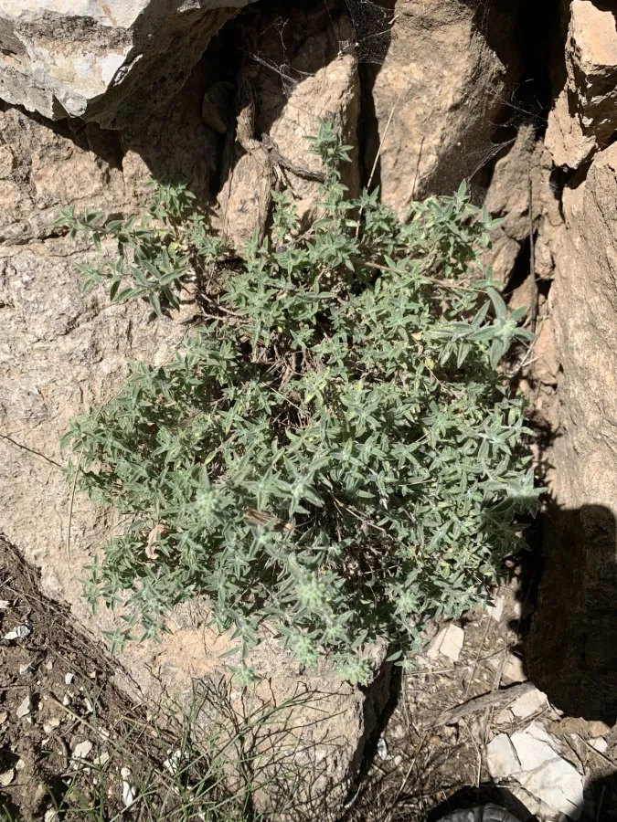 Ziziphora clinopodioides