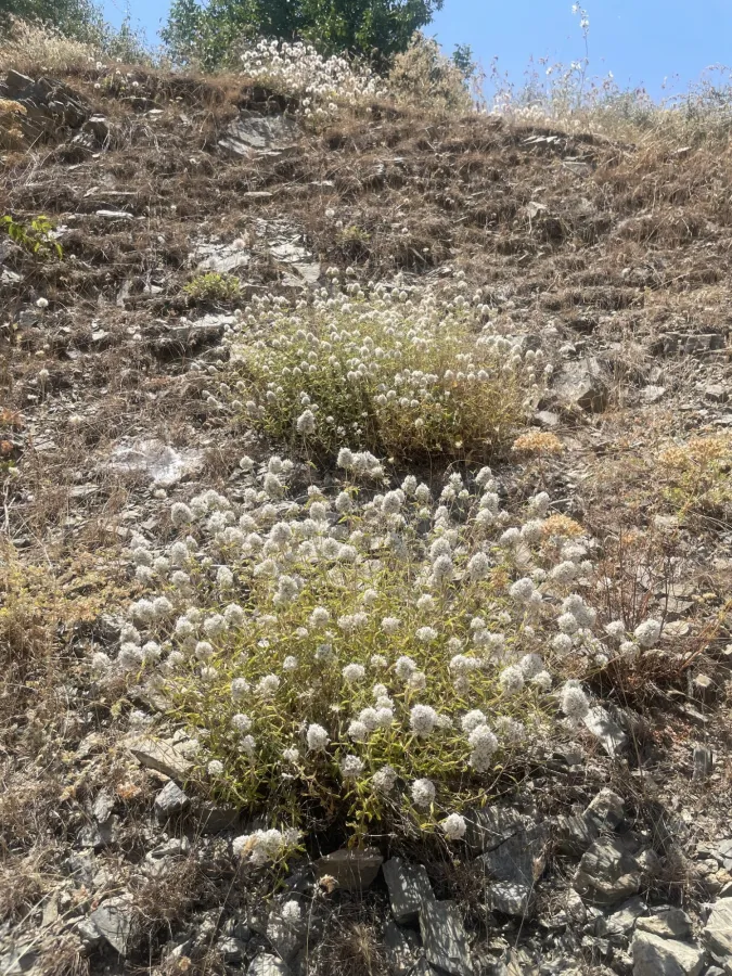 Ziziphora clinopodioides