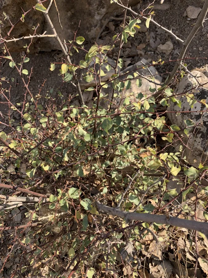 Ziziphus spina-christi
