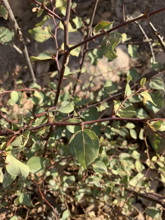 Ziziphus spina-christi