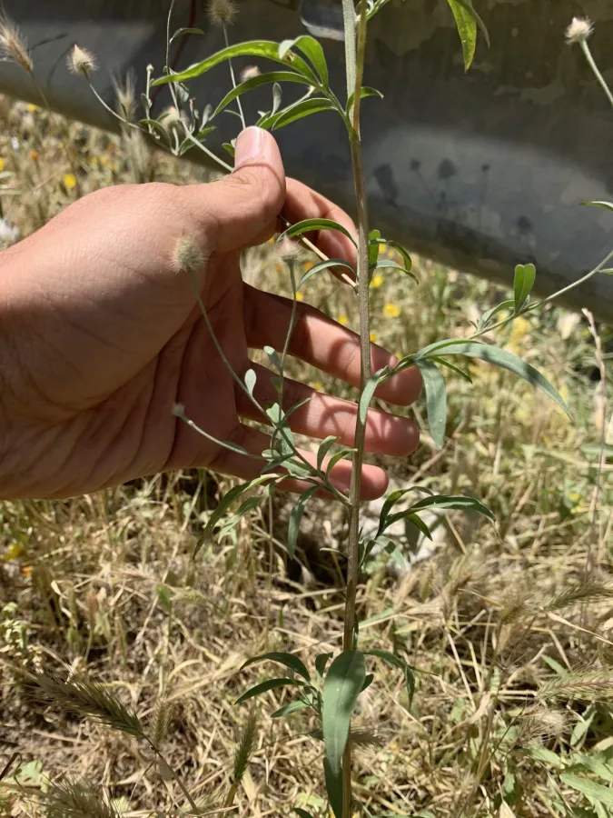 Zoegea leptaurea