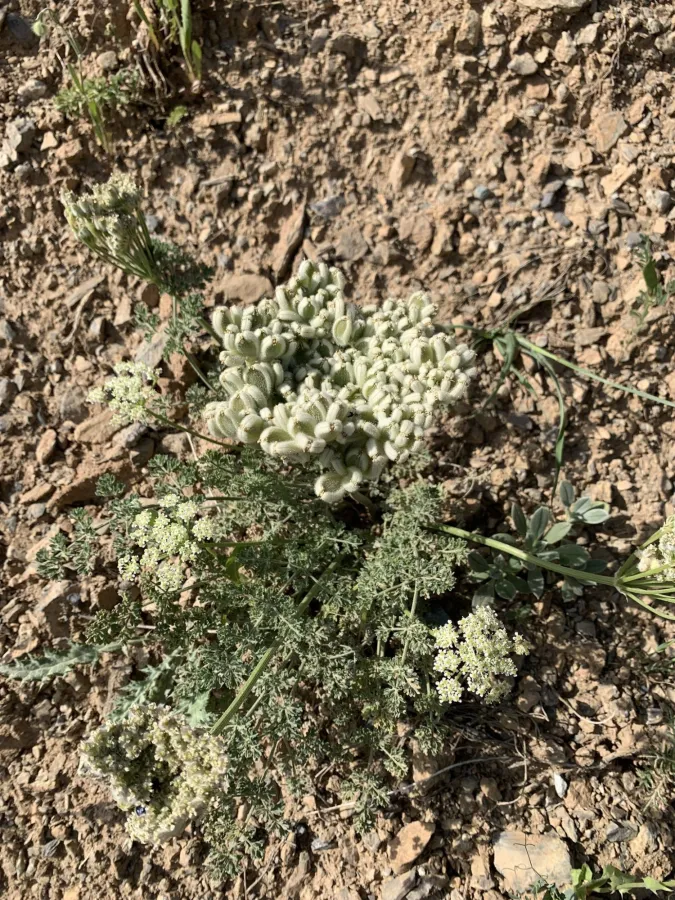 Zosima absinthiifolia