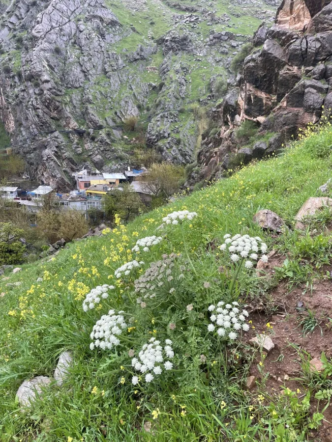 Zosima absinthiifolia