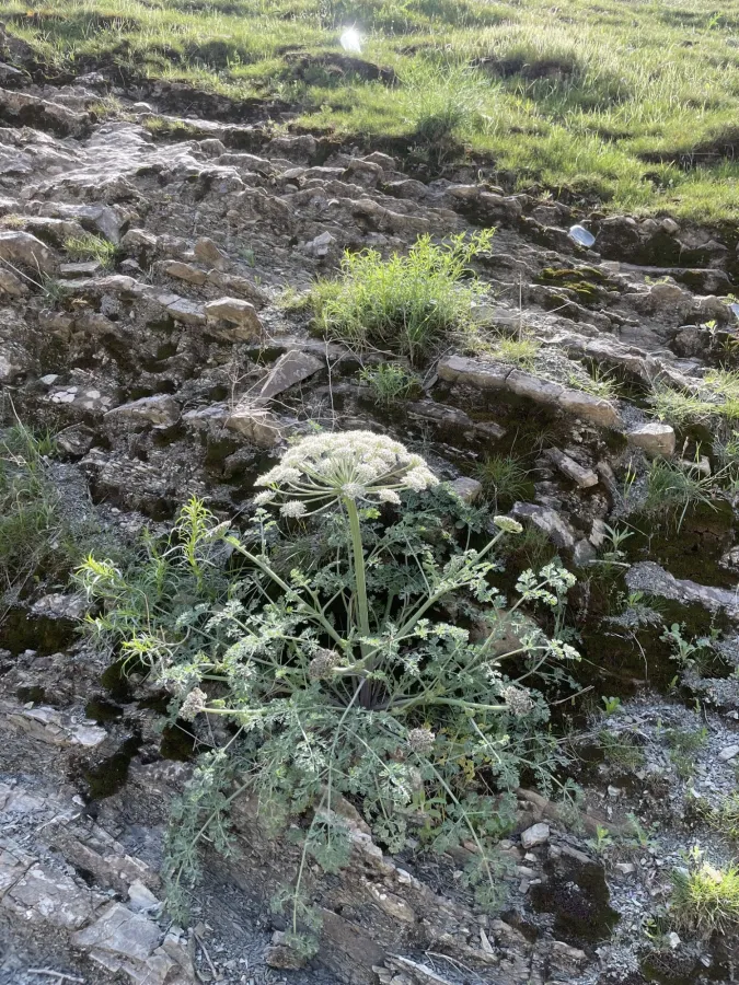 Zosima absinthiifolia