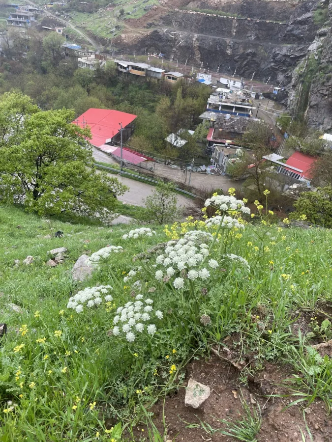 Zosima absinthiifolia