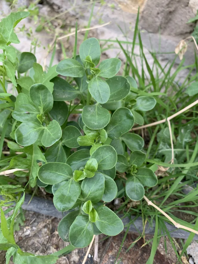 Zygophyllum fabago