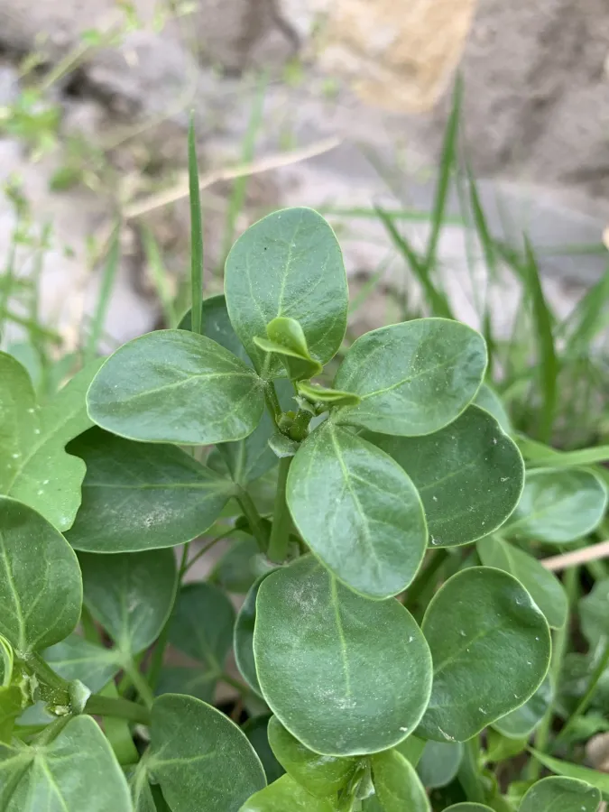 Zygophyllum fabago