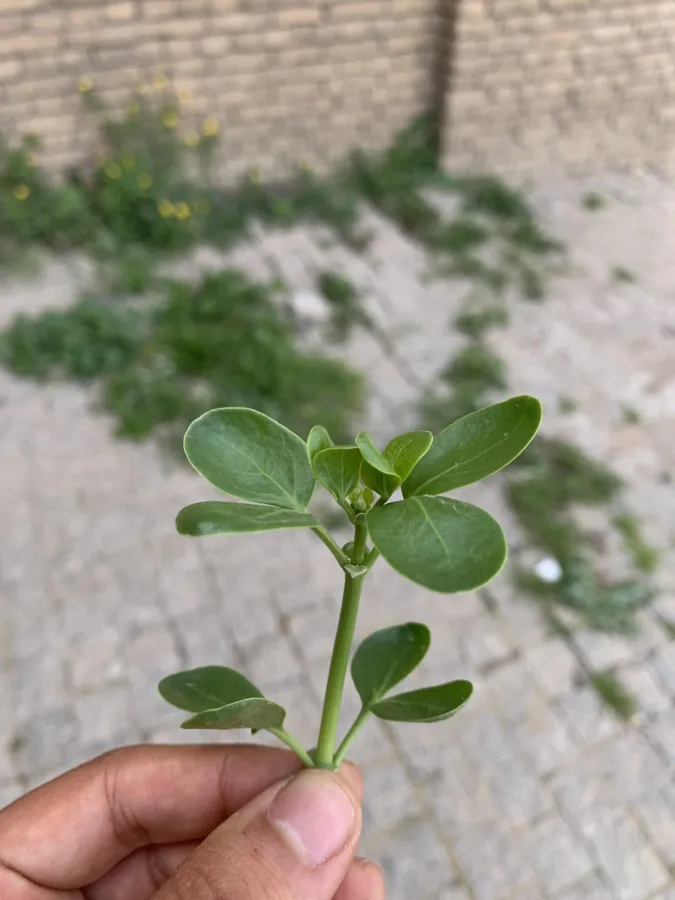 Zygophyllum fabago
