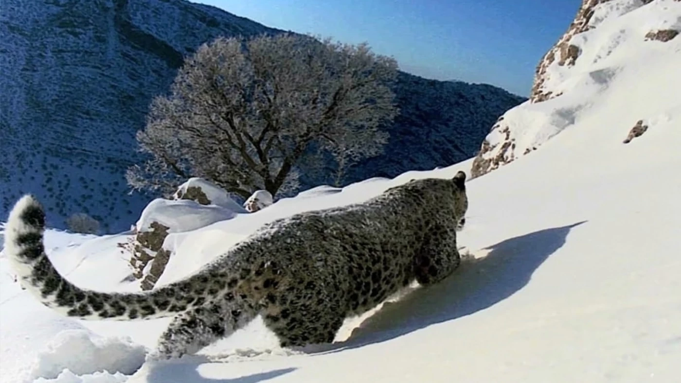 Rare and Threatened: Wildlife on Kurdistan’s Bamo Mountains