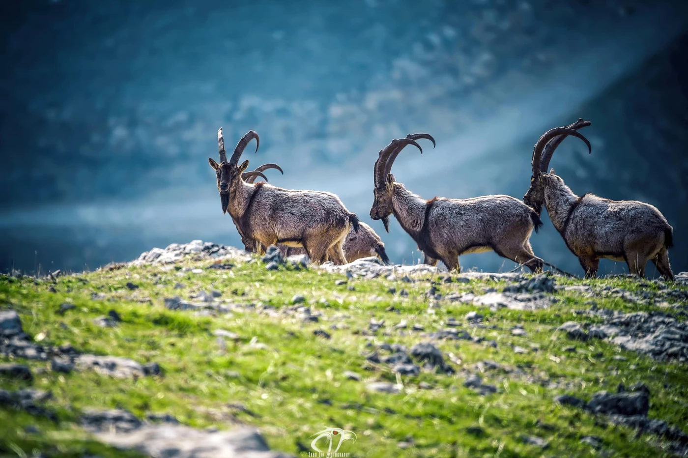 Echoes of the wild: Kurdistan’s endangered species