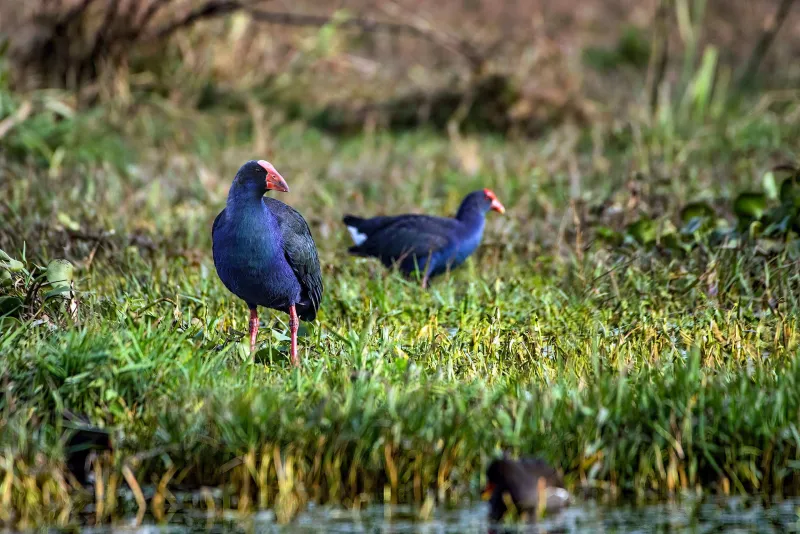 Purple Swamphen (Porphyrio porphyrio)