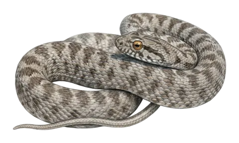 Coin-marked Snake