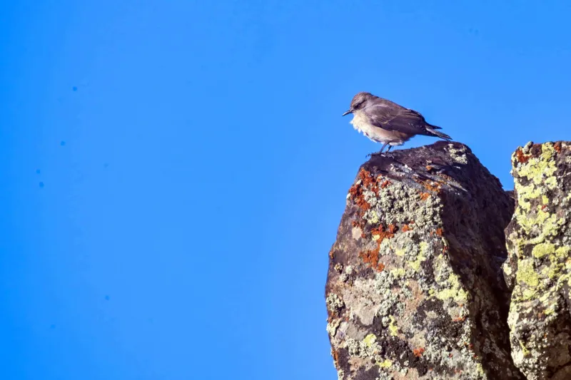 Red-tailed Wheatear (Oenanthe chrysopygia)