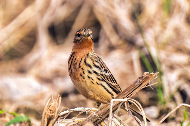 Red-throated Pipit (Anthus cervinus)