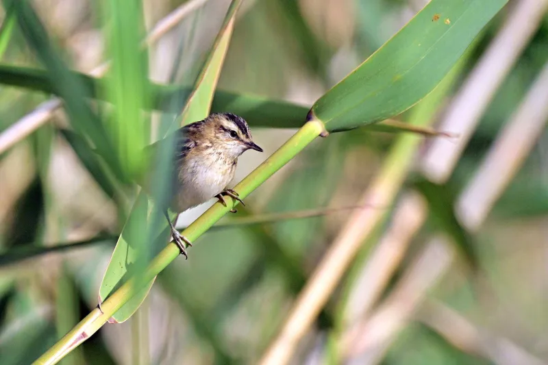 Sedge Warbler (Acrocephalus schoenobaenus)