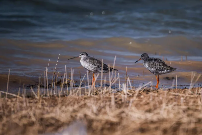 Spotted Redshank (Tringa erythropus)