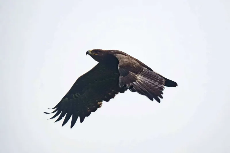 Steppe Eagle (Aquila nipalensis)