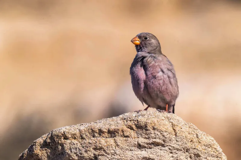 Trumpeter Finch (Bucanetes githagineus)