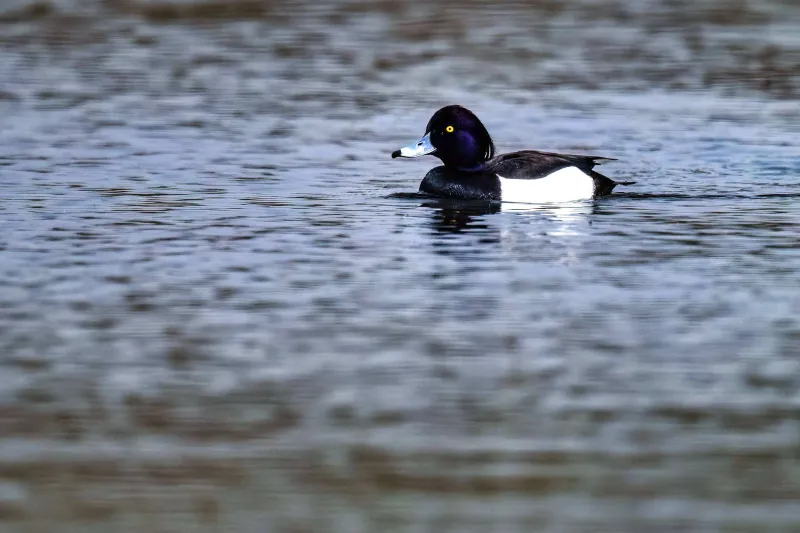 Tufted Duck (Aythya fuligula)