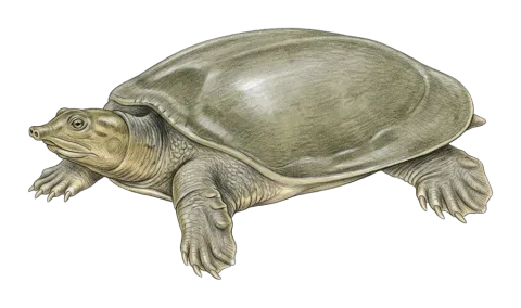 Euphrates softshell turtle