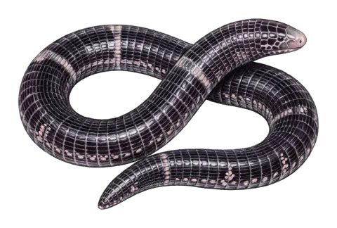Alexander's worm-lizard