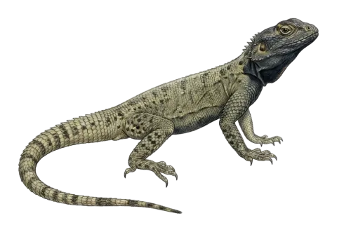 Large-scaled rock agama