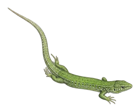Three-line Lizard, Giant Green Lizard