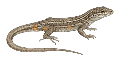 Snake-eyed Lizard