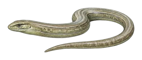 European glass lizard