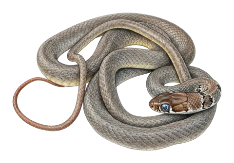 Slender Whip Snake