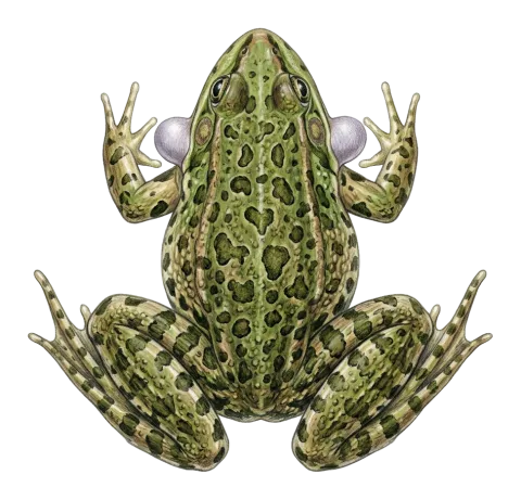Marsh frog Levant water frog