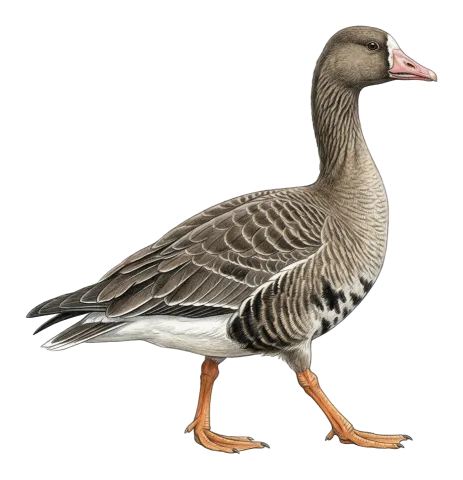 Greater White-fronted Goose
