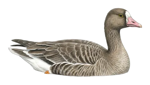 Lesser White-fronted Goose