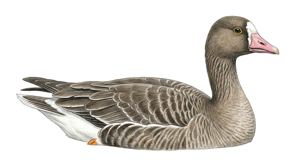 Lesser White-fronted Goose